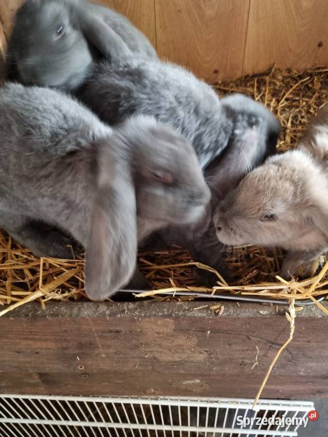 Sprzedam kroliki różne rasy Toruń