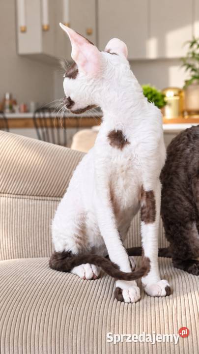 Cornish Rex kocurek arlekin gotowy do odbioru pomorskie Słupsk sprzedam