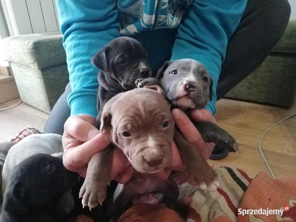 American Pitbull Terier Ciechanów