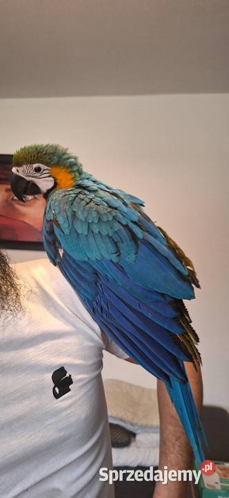 Sprzedam młode 4 msc Ary Bielsko-Biała sprzedam