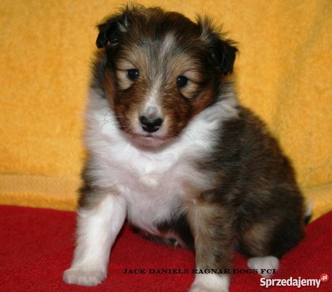 Owczarek Szetlandzki Szczenięta śniady piesek wielkopolskie Ostrów Wielkopolski sprzedam