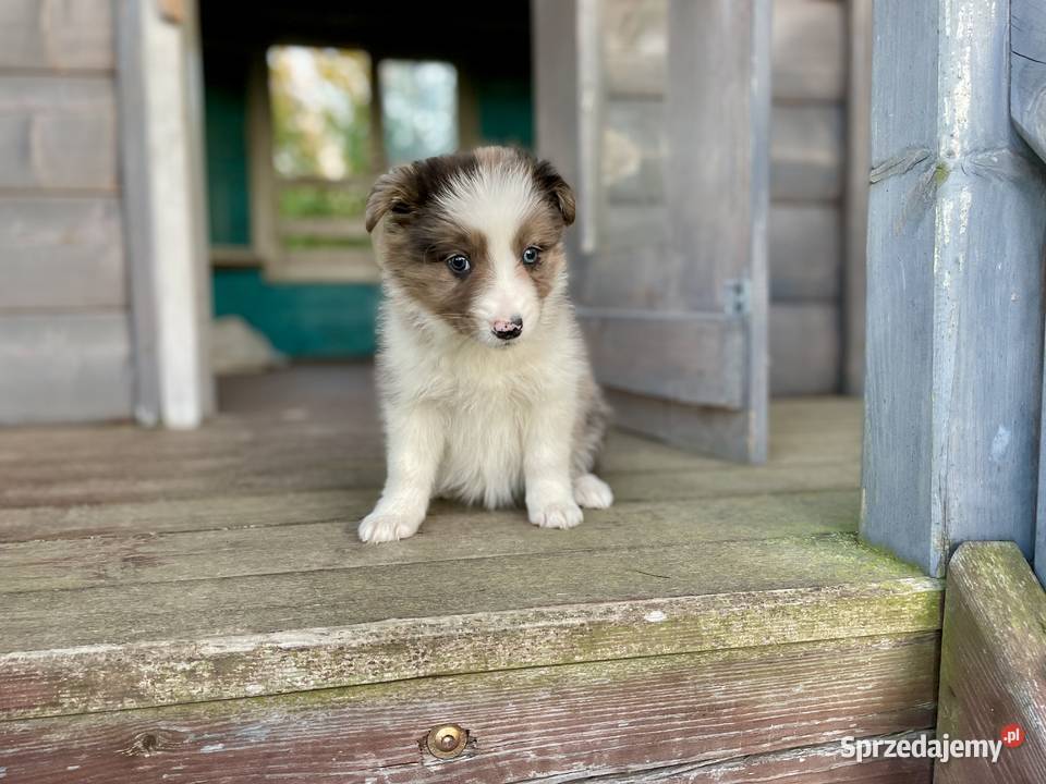 Border collie samiec piesek merle