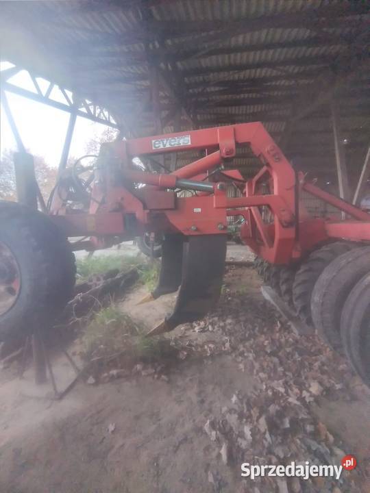 Głębosz talerzówka wielkopolskie