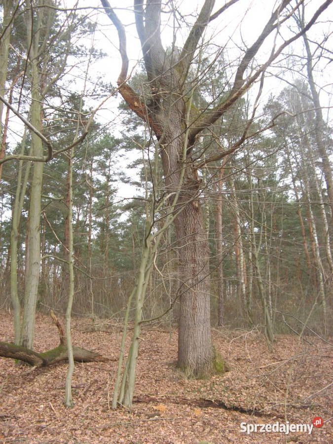 Dęby do ścięcia 58 Opoczno