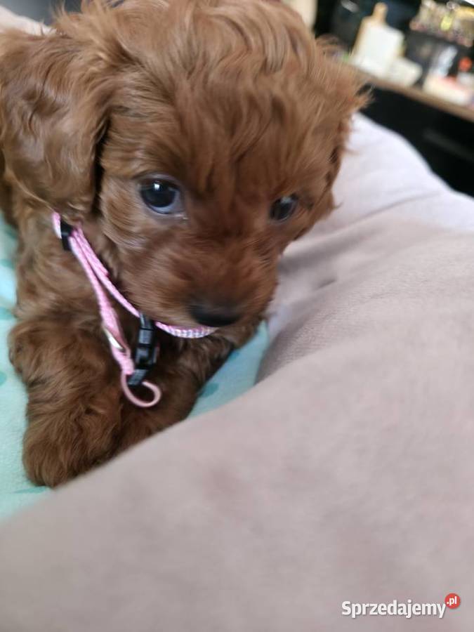 Maltipoo suczka Pozostałe Wyszków