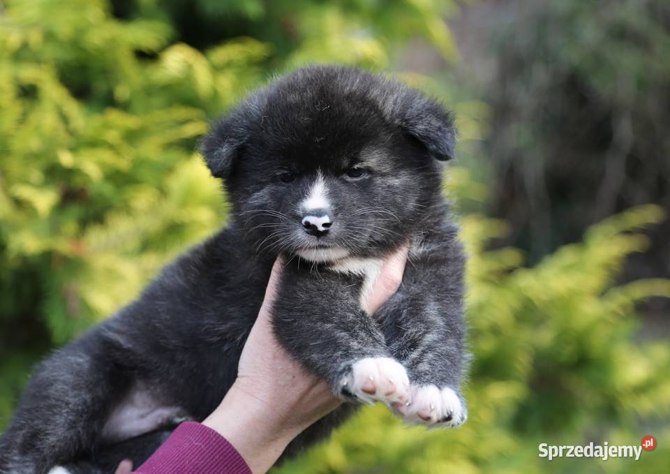 Akita inu japońska pręgowane szczenię Meiyosho Zwierzęta Wrocław