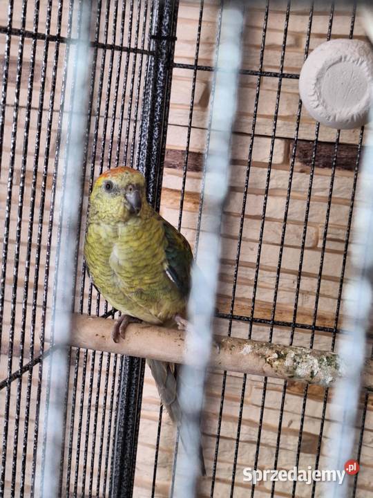 papugi świergotki papuga świergotka na sprzedaż Zagórów
