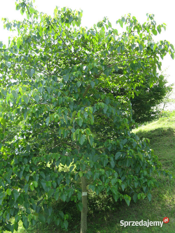 TUNG FORDA Aleurites fordii NASIONA 100g Lubanie sprzedam