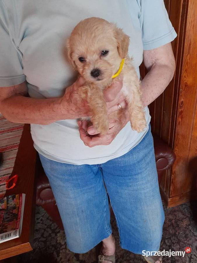 Maltipoo maltanczykpudel toy red Maltańczyk podlaskie Augustów
