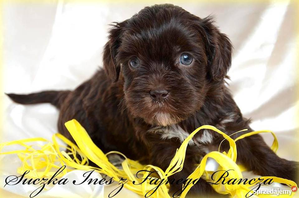 HAWAŃCZYK pieski suczki z rodowodem czekoladowe Pozostałe Psy Ostrzeszów