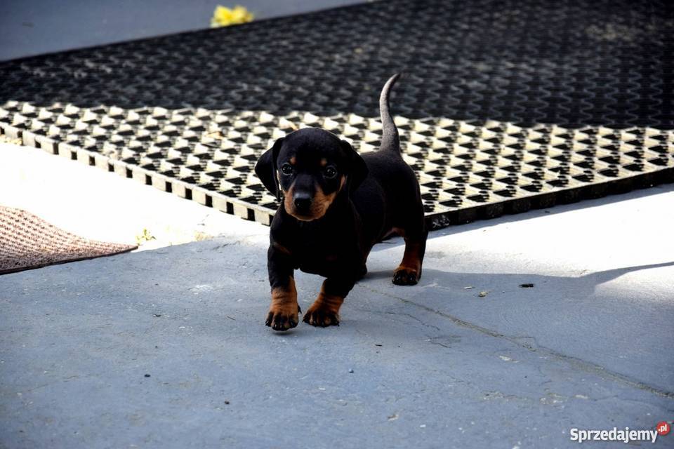 Jamniki Szczeniaki PIĘKNE Jamnik Tuczępy sprzedam