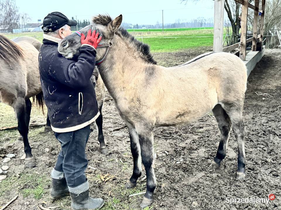 Konik Polski ogier źrebak odsadek Strzegowo