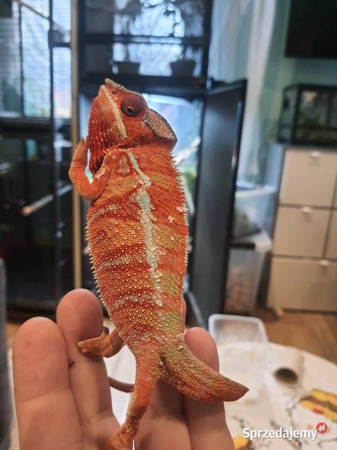 kameleon lamparci ambilobe red bar kujawsko-pomorskie Lubień Kujawski sprzedam