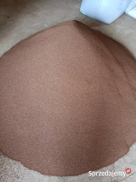 Facelia błękitna Rośliny przemysłowe lubelskie Krasnystaw