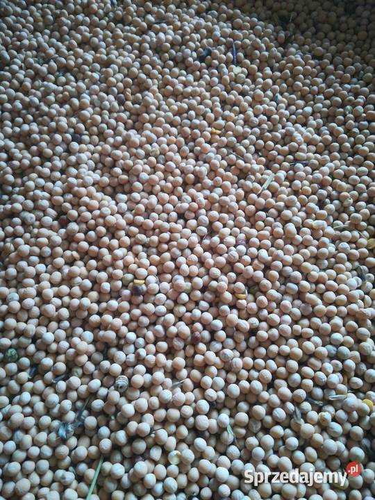 Groszek 220 cześć metr nie dosuszany Produkcja roślinna świętokrzyskie