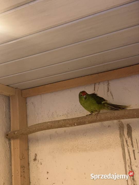 Modrolotka samica Mogilno