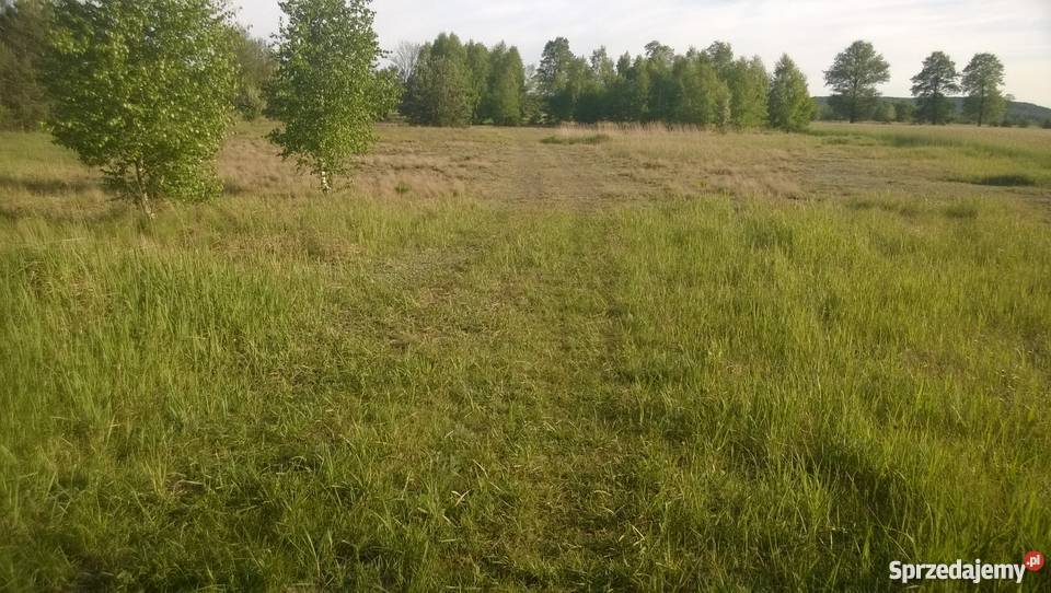 Działka budowlana 10000m2 1ha Wielki Wełcz koło kujawsko-pomorskie