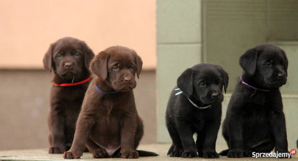 Labrador Retriever czarne i czekoladowe Psy