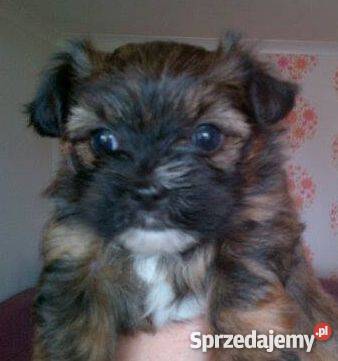szczeniaki shih tzu mix maltańczyk Grębocin sprzedam