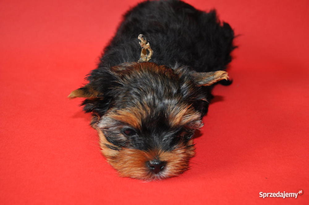 Ośmiotygodniowe szczenieta york yorkshire terier Szczecin