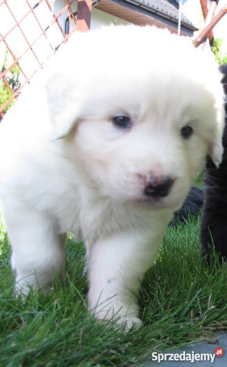 owczarek podhalański Poniatowa