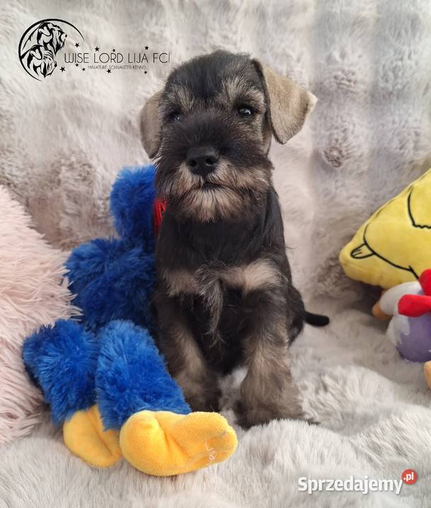 Sznaucer miniaturowy pieprz I sól rodowód Sznaucer Stargard