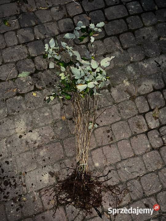 Malina właściwa sadzonki Miododajne Owocowe Jasło sprzedam