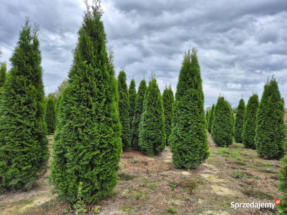 Tuja szmaragd 180200 cała Polska sadzimy Warszawa sprzedam