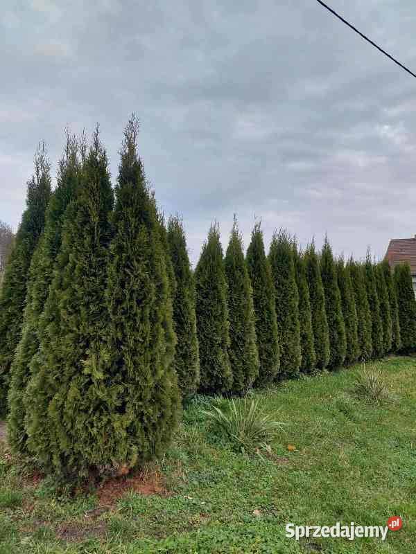 Thuja Smaragd 25 m 120 Wrocław Długołęka