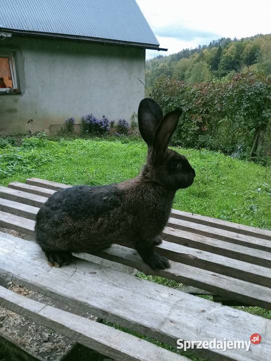 Młode Samice