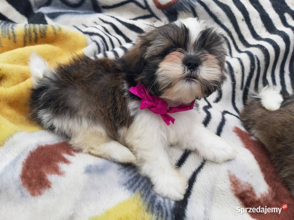 Pieski shih tzu śliczne i zadbane Szczecinek