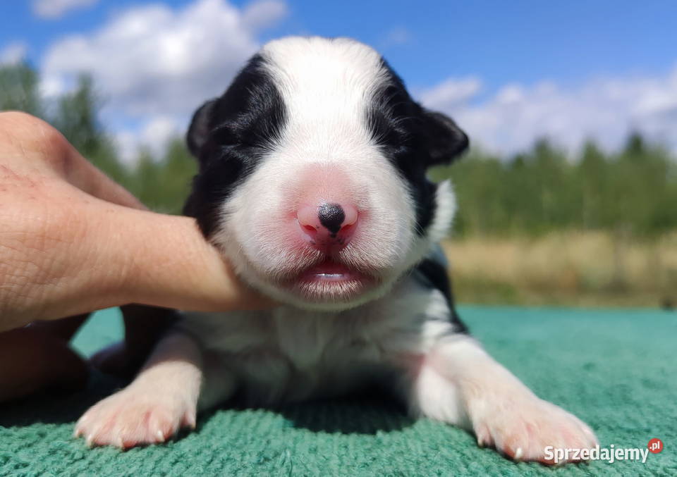 Prześliczna Suczka BORDER COLLIE pełna dok super Iwonicz