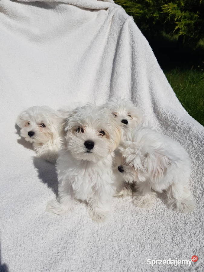 urocze maltańczyki Aleksandrów Łódzki