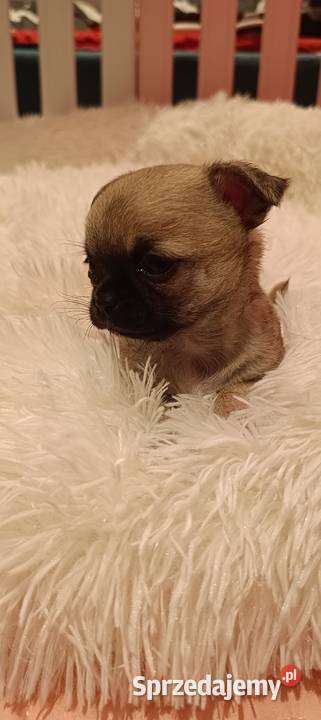 CHIHUAHUA KRÓTKOWŁOSY Dąbrowa Górnicza