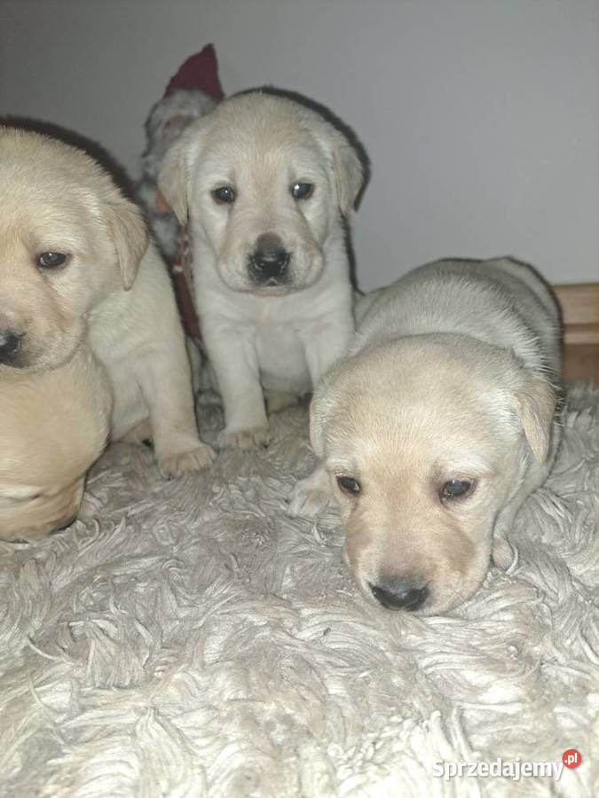 Labrador Retriever szczeniaki Labrador Tarnów sprzedam