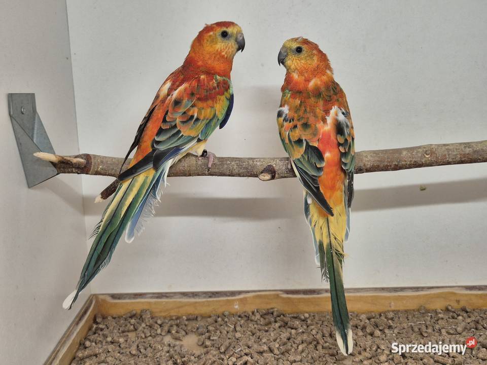 Świergotka Seledynowa Świergotki Seledynowe małopolskie Buków