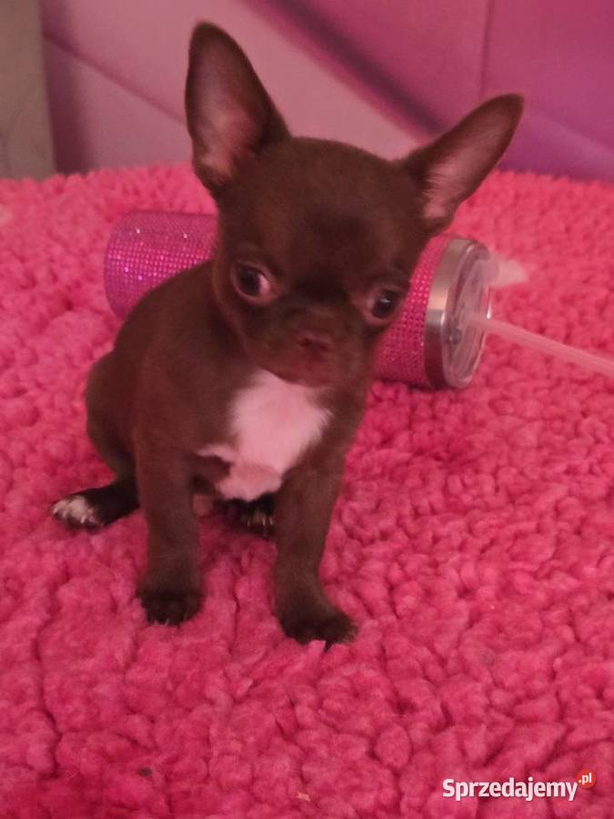 Chihuahua Czekoladowy Dexter Bielsko-Biała
