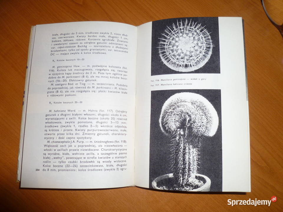 Kaktusy WSneta małopolskie Kraków