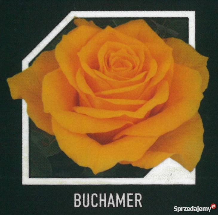 sadzonki róż RÓŻE HURT Radom sprzedam