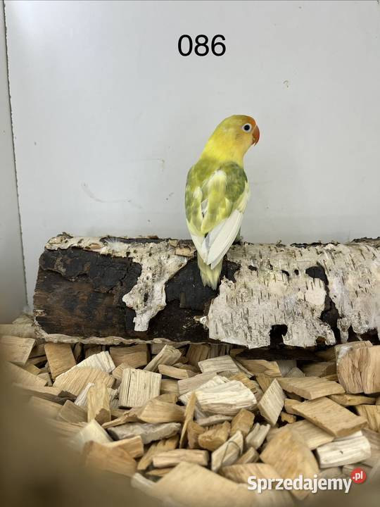 Nierozłączki turkuseuving Ryki