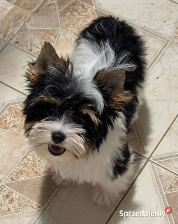 Suczki Biewer Yorkshire Terrier FCI ZKwP