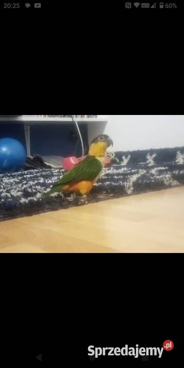 Barwinki para ręcznie karmione Józefin sprzedam