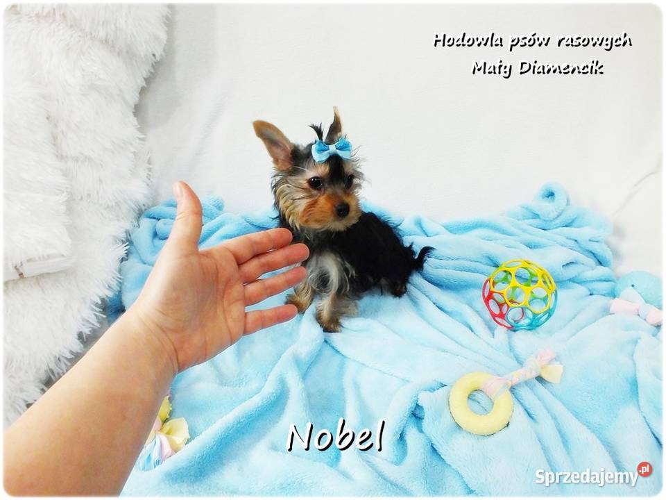 Yorkshire Terrier Malutki Mini Piesek NOBEL z Żary