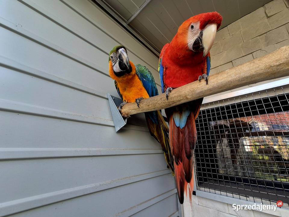 Ara Macao x Catalina wielkopolskie Rakoniewice