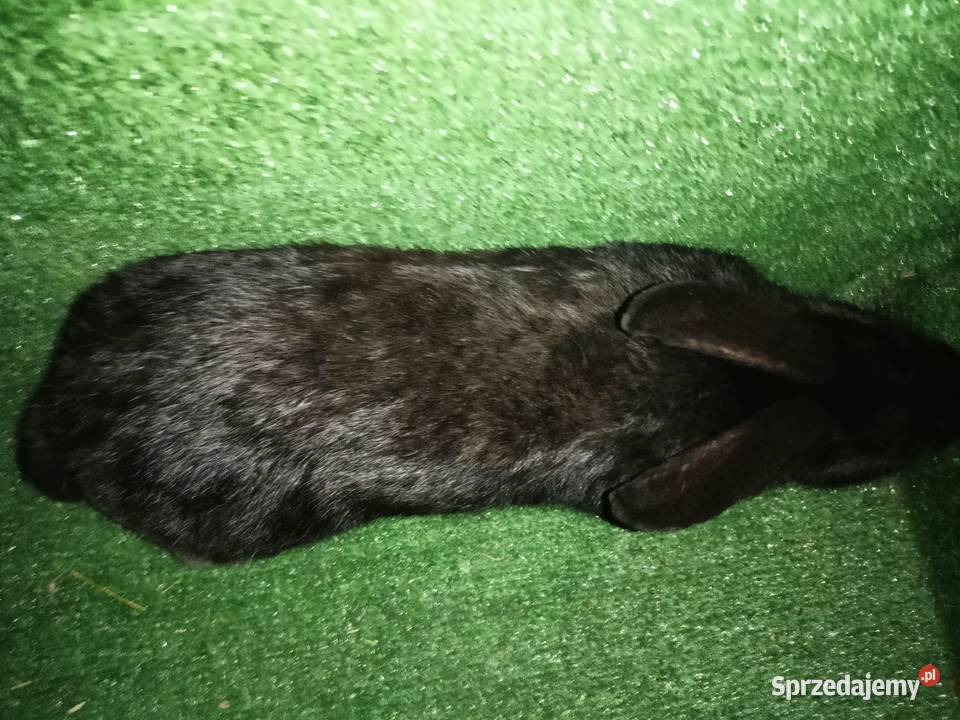 Sprzedam samce Króliki kujawsko-pomorskie Więcbork