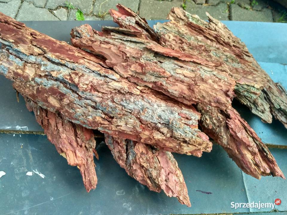 Kora płaty modrzew duże kawałki podstawa stroik Lubawka sprzedam