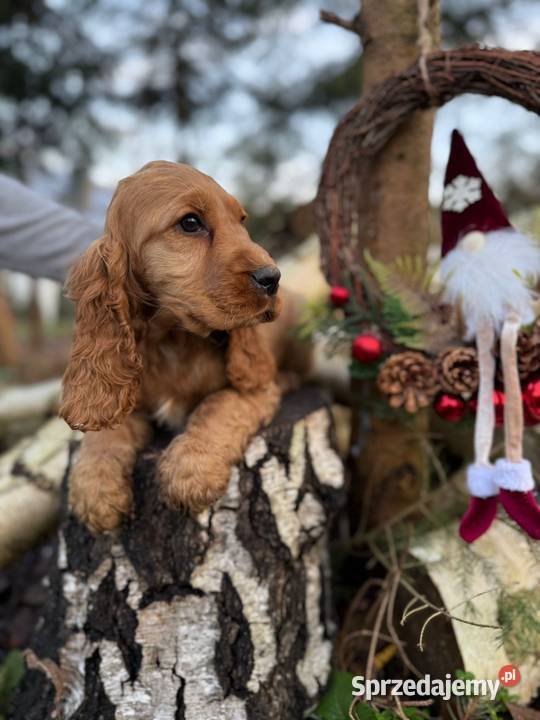 Cocker Spaniel Angielski piesek złoty z Zakopane sprzedam
