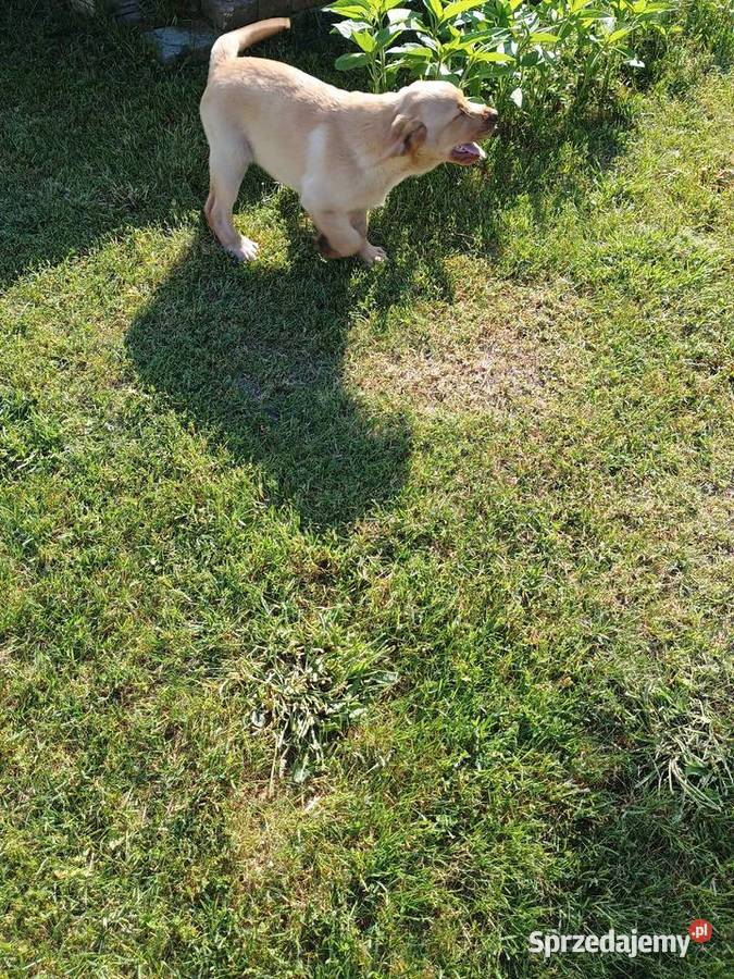 Piękny Labrador Retriever biszkoptowy Labrador Zwierzęta Jaworznia sprzedam