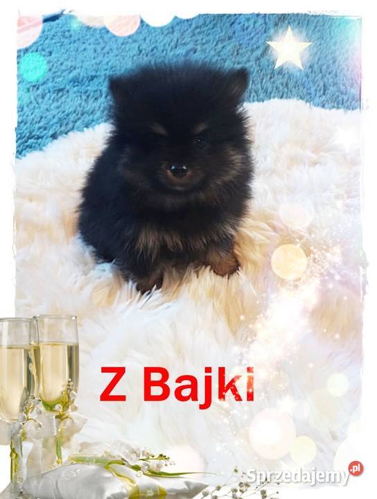 Czarny PODPALANY Pomeranian Rodowód Kraj i Opole