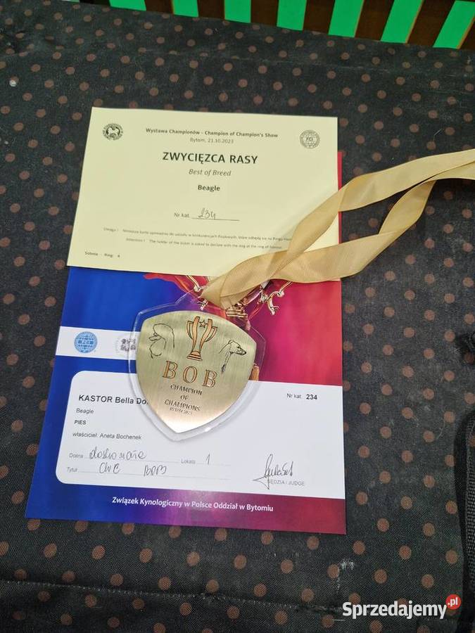 Piesek Beagle ZkwpFCI Championach DNA Sułkowice sprzedam
